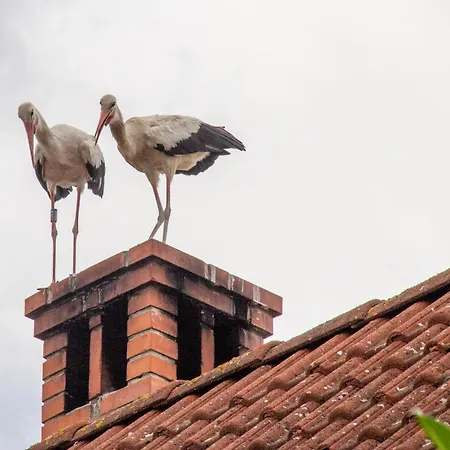 Duba Haz A Balaton-felvideken Prázdninový dům